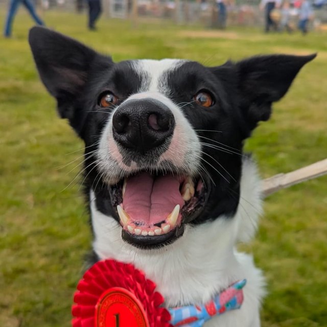 Luna the fastest collie in the west. Official management for Nicolson Ceilidh Band.